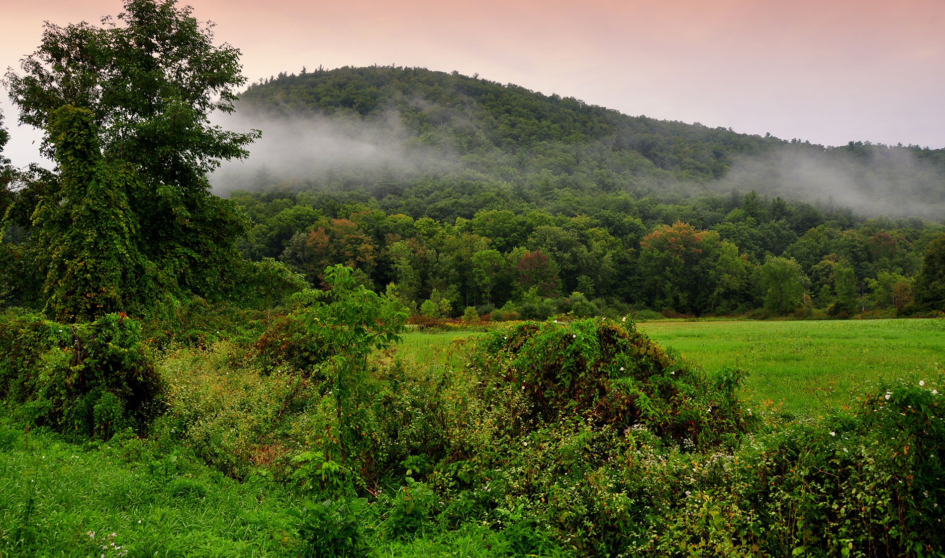 A misty hill overlooks a lush green field and dense forest.