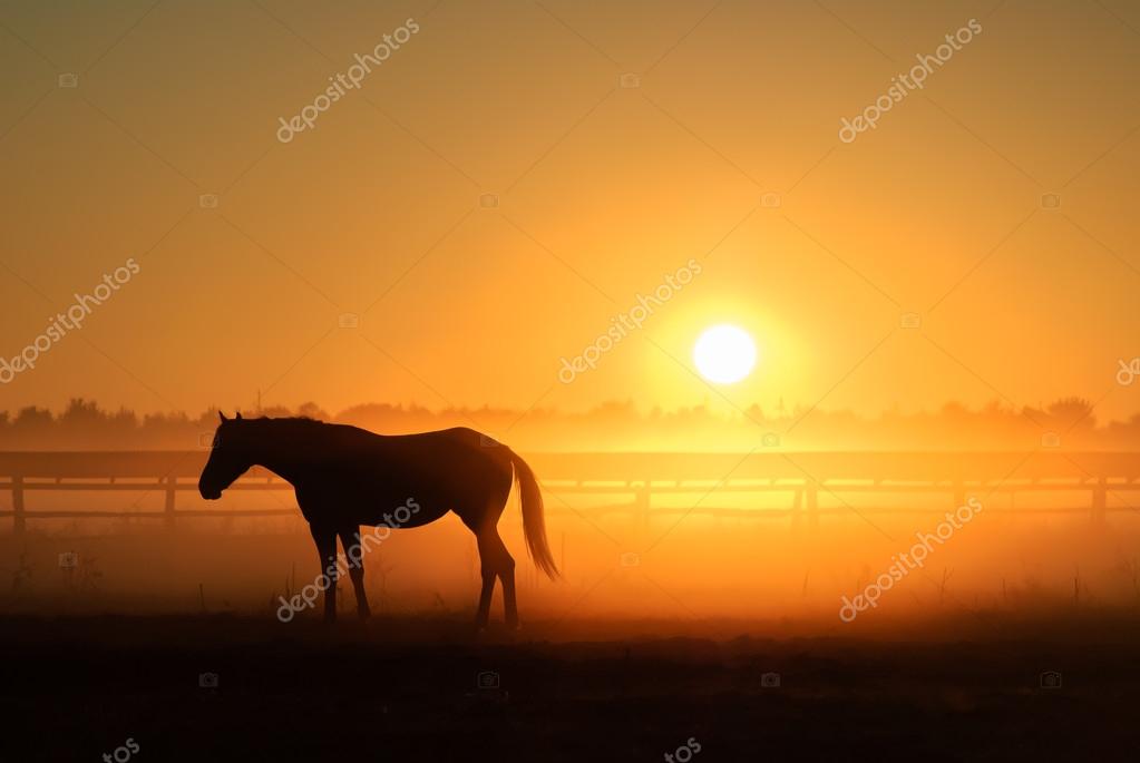 Horse standing in a foggy field at sunrise.