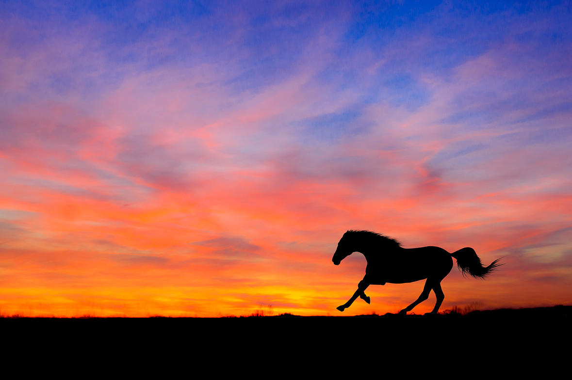 Silhouette of a horse running against a vibrant sunset sky.